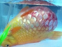 うちの金魚さんのお腹がパンパンです 充血しているし ウロコも剥が Yahoo 知恵袋