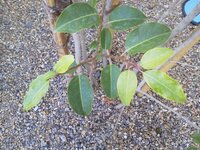 ソヨゴが黒点病ですが 木の消毒は初めてなので効果的な消毒方法や注意事項 Yahoo 知恵袋