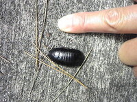 この黒い虫について教えてください 妻が庭で見つけました 特徴としては Yahoo 知恵袋