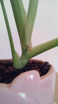 観葉植物のモンステラを育てています 一昨日ぐらいから大量の虫が発生 何 Yahoo 知恵袋