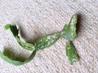 孔雀サボテンの病気について 写真参照 うどん粉病のような症 Yahoo 知恵袋