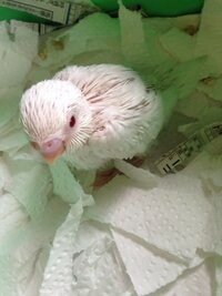 セキセイインコ雛 生後3週間強 の餌について質問です ちなみにもう飛ぶ練習 Yahoo 知恵袋