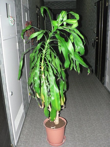 幸福の木ですがこのように幹の部分でなく枝の部分だけどんどん伸びて 
