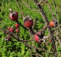 ハマナスでしょうか 札幌の百合が原公園でみかけました 残念ながら植物 Yahoo 知恵袋