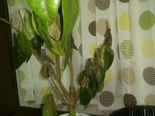 ゴムの木 枯れる ゴムの木 葉っぱ 枯れる