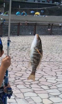この魚の名前をご存知でしょうか？
８月、伊豆にある川奈いるか浜の堤防で釣れました。シロギスを狙っていたらこの魚が。エサはアオイソメです。
シマイサキ？ にしては縞模様が違うので。 