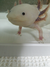 ウーパールーパーの耳の付け根が黒くなってきてしまいました １ Yahoo 知恵袋