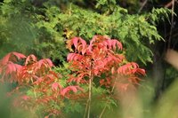 紅葉しているこの木の名前を教えてください 広島県北東部11月4日広島県北東 Yahoo 知恵袋