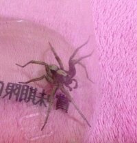 このクモの種類教えてください 家に居たんですけど無害ですか お尻の方に白 Yahoo 知恵袋