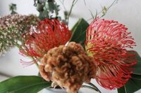 花の名前を教えて下さい 赤いアザミのような花の名前を教えて下さい Yahoo 知恵袋