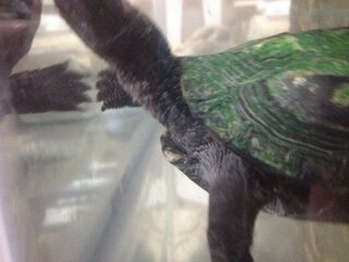 亀について水カビ病と脱皮を見分けてほしいです自分では脱皮だと思っていたので Yahoo 知恵袋