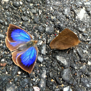 この蝶 蛾 名前わかりますか 綺麗な青い色の蝶 を見つけま Yahoo 知恵袋