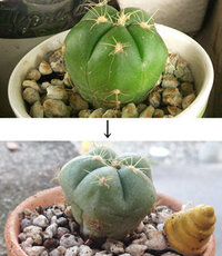 植物 サボテンは 直射日光を当てて育てない方がよい と聞きました ガラスを透 Yahoo 知恵袋