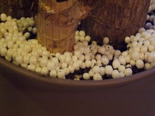 観葉植物に写真のような 白いキノコみたいのが生えてきました 生えてくる度に Yahoo 知恵袋