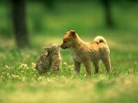 ネコ科の一番強い動物がトラだとすると イヌ科最強の動物は何ですか 犬 Yahoo 知恵袋