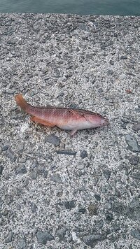 この写真の黒い斑点がある魚は なんという名前でしょうか Yahoo 知恵袋