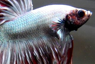 ダウンロード ベタ 腹水病 末期 ベタ 腹水病 末期