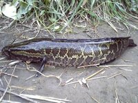 雷魚食べますか 一般的な食べ方 と いいましてもアジア Yahoo 知恵袋