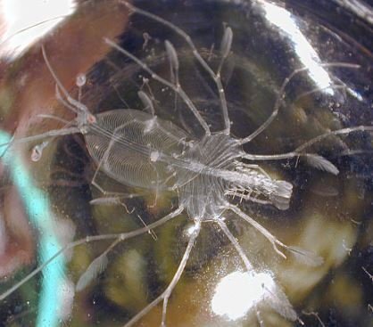 伊勢海老を養殖することができたら ビジネスとして儲かりますか 伊勢海老 お金にまつわるお悩みなら 教えて お金の先生 Yahoo ファイナンス