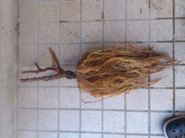 鉢植えバラの植え替え時の根の処理についてお伺い致します 初めての冬剪定を終 Yahoo 知恵袋