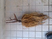 鉢植えバラの植え替え時の根の処理についてお伺い致します。
初めての冬剪定を終え、根を洗い新しい土に植え替えました。
私なりに調べて作業したのですが、綺麗に根を洗い黒くなった根を取った状態が添付の画像です。 鉢から取り出した時、かなり根が張っていて状態は良かったと思います。
しかし根を整理しても根の長さは株元から35センチあり、太い根に沢山細かい白い根が付いてフサフサしています。
切っ...