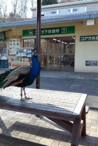 多摩動物公園に行ったらベンチなどがある休憩エリアに 展示用の鳥が普通に出回 Yahoo 知恵袋