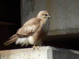 野鳥の名前教えてください トンビ トビ の幼鳥の様に見えますが 定かではあ Yahoo 知恵袋