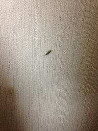 ベランダに１ ２ミリの灰色の虫が大量発生しています 毎年 暖か Yahoo 知恵袋