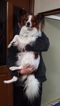 大きいパピヨン パピヨン オス ８歳 を飼っています ペットショップ Yahoo 知恵袋
