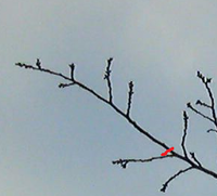 桜の枝の剪定方法 桜の枝の剪定で分からないのですが 赤い線の部分で切っ Yahoo 知恵袋