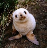 この赤ちゃんの動物の名前を教えてください 種類はわかりませんが アザ Yahoo 知恵袋