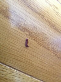 昨日から4匹立て続けに小さい芋虫のような虫が室内で発生しました Yahoo 知恵袋