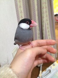 この文鳥はメスですか おしえてください 可愛い子ですね メスに見えま Yahoo 知恵袋