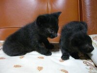 黒猫は飼いたくない人多いけど なぜですか 上下黒い服着てる人 Yahoo 知恵袋