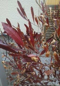 春なのに葉っぱが赤いこの木はなにですか 60cmくらいの木です Yahoo 知恵袋