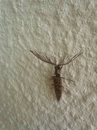 変わった虫を見つけました この虫は何て名前ですか 沖縄の家の壁にありました Yahoo 知恵袋