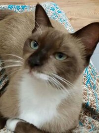 スノーシューという猫の種は シャムとアメショーの混血のみをいうんでしょうか Yahoo 知恵袋