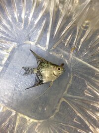 飼っていた熱帯魚が死んだ時 みなさんはどうしてますか お墓を作って Yahoo 知恵袋