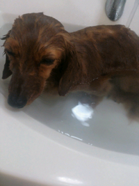 犬が目をしょぼしょぼしてます 片目だけです 痛そうだし 可哀想です Yahoo 知恵袋