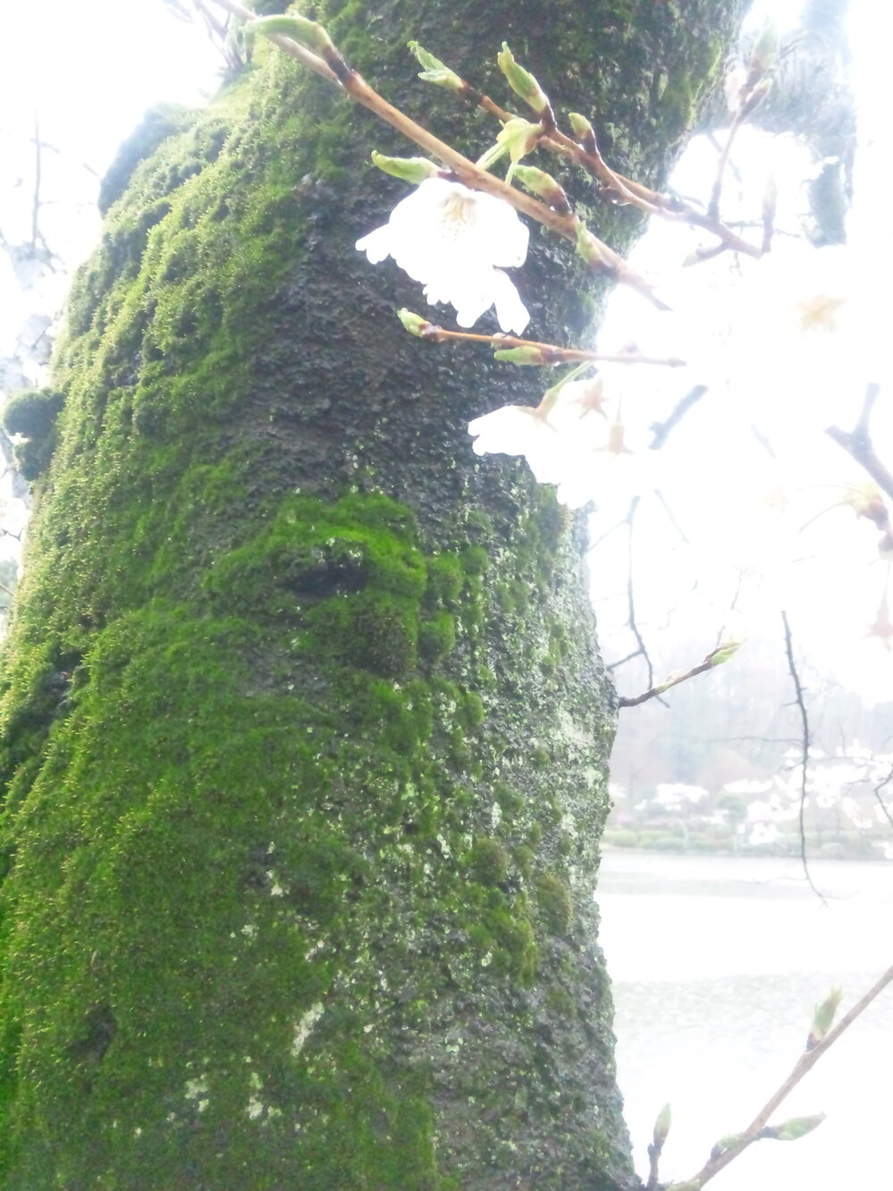 桜の木に苔がびっしりと生えていました これは木にはなんの負担もないの Yahoo 知恵袋