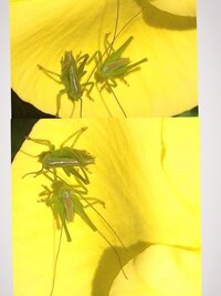 これは イナゴ キリギリス バッタ これは 何虫でしょう 最近庭の花 Yahoo 知恵袋