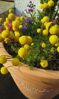 黄色い玉のような花です 大きな植木鉢で見かけました この変 Yahoo 知恵袋