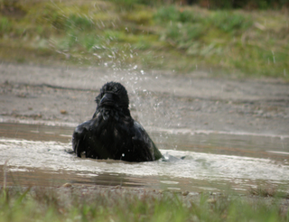 カラスの行水 先日 こういう光景を見ました これは カ Yahoo 知恵袋