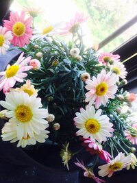この花の名前が知りたいです カタカナ4文字 新種の花苗 高 Yahoo 知恵袋