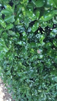 公園の植物の葉っぱに白い斑点があったんですが これはなんですか Yahoo 知恵袋