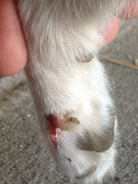 犬爪切りすぎた犬の爪を切っていたら 右前足の狼爪の部分を深爪してしまい Yahoo 知恵袋