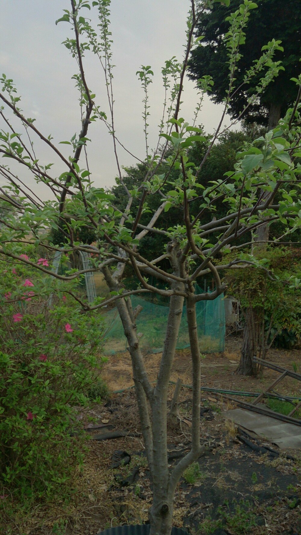 廊下に植えた林檎の木 - 文芸