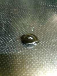 金魚の水槽に謎のタニシのようなものが繁殖してしまいました 購入し Yahoo 知恵袋