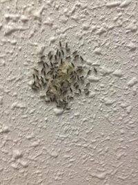 アパートの階段の壁に 虫の卵みたいなのがたくさんくっついています これはな Yahoo 知恵袋