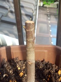 イチジクの剪定方法がわかりません 庭に画像のような植えてから２年目のイ Yahoo 知恵袋